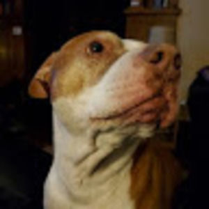 Meet your Posher, Clanmaster